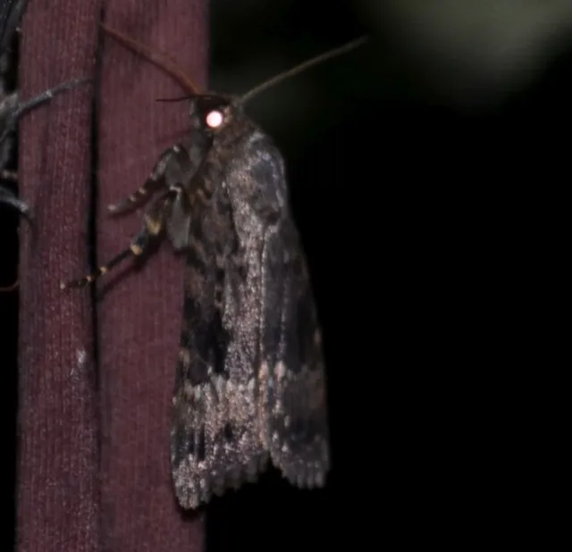 Amphipyra berbera/pyramidea
