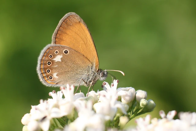 Coenonympha glycerion - közönséges szénalepke
