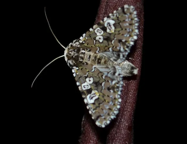 hármasfoltú bagoly - Lamprosticta culta