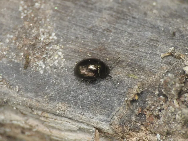 Neophaedon pyritosus