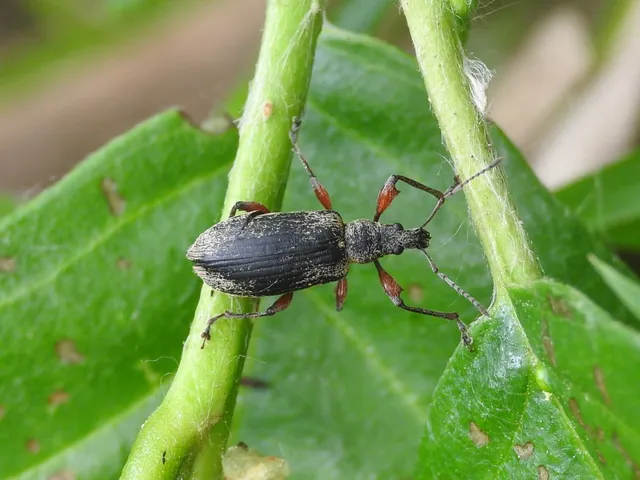 Phyllobius glaucus - éger-levélormányos Phyllobius glaucus - éger-levélormányos