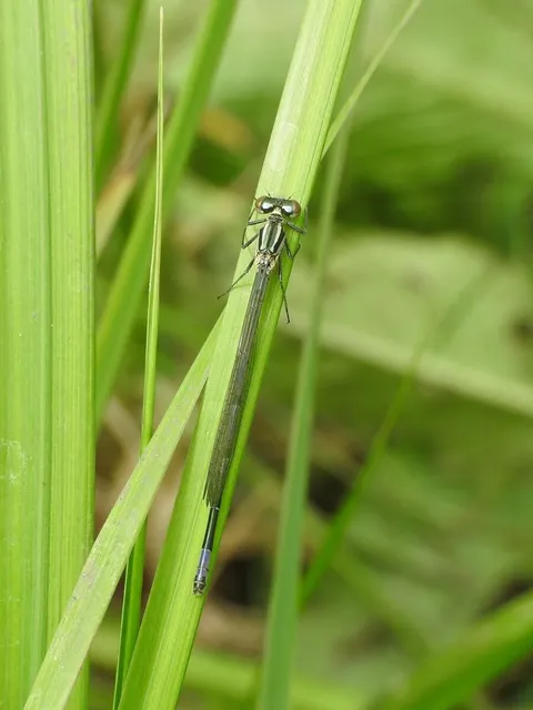 Coenagrion puella - azúrkék légivadász