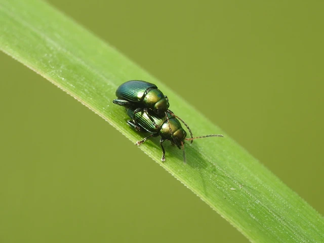 Chaetocnema chlorophana - zöld pázsitfű-földibolha Chaetocnema chlorophana - zöld pázsitfű-földibolha