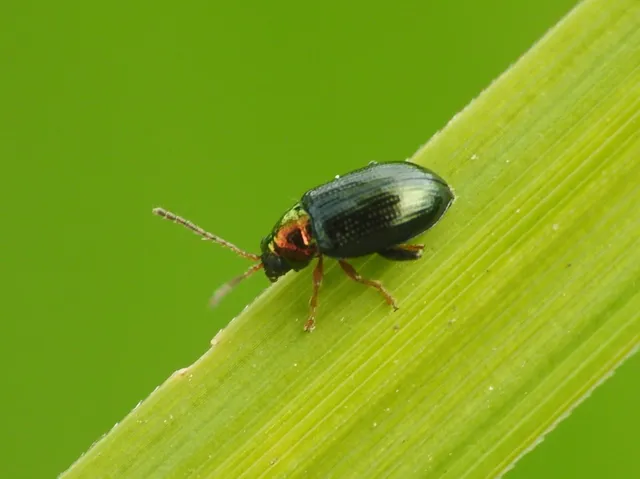 Crepidodera aurata - ékes fűz-földibolha