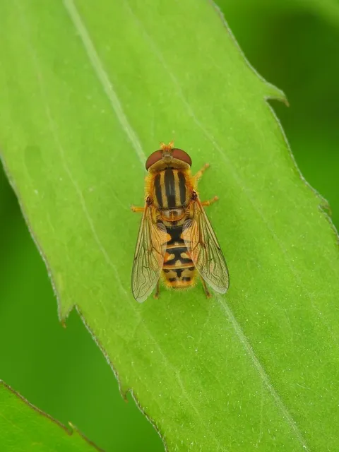 Parhelophilus
