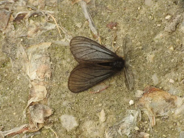 Pentophera morio - réti gyapjaslepke