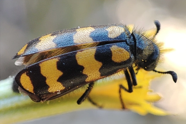 Hycleus tenerus - kis hólyaghúzó
