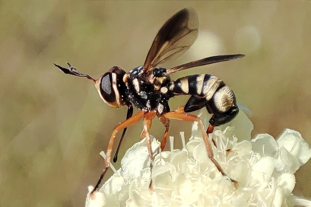 Chloropidae - gabonalegyek