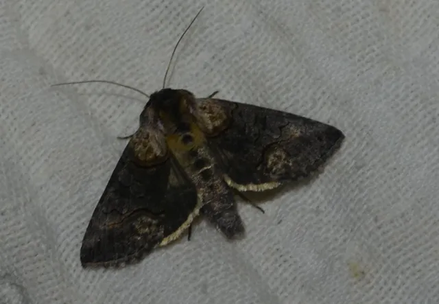 közönséges csalánbagoly - Abrostola triplasia