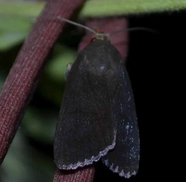 Amphipyra livida - zsírfényű bagoly