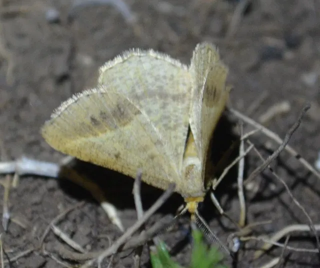 Tephrina arenacearia - lucerna-araszoló