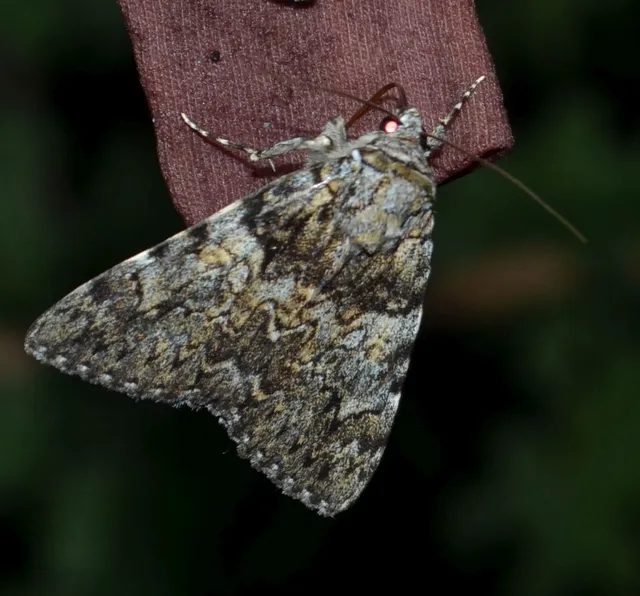 Catocala promissa - kis tölgyfa-övesbagoly