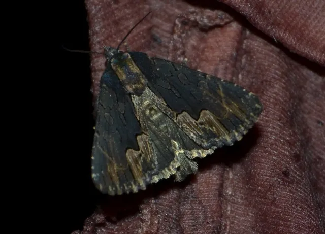 Dypterygia scabriuscula - szurokbarna nyáribagoly