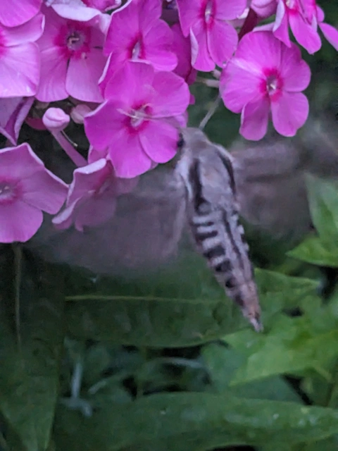 Hyloicus pinastri - fenyőszender