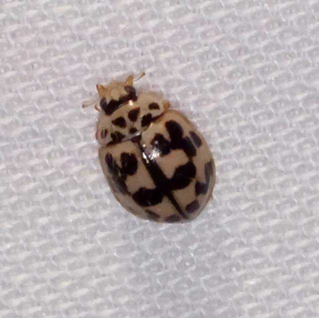 Oenopia conglobata - rózsás katica
