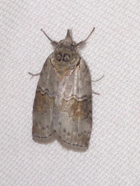 Nycteola asiatica - nyárfa-trapézbagoly