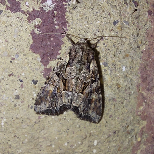 Lacanobia thalassina - borbolya-kertibagoly