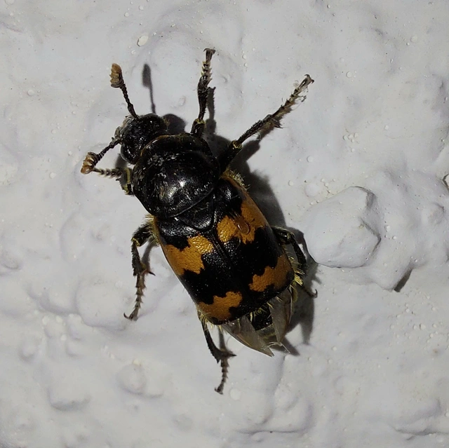 Nicrophorus interruptus - sárgaszőrű temetőbogár