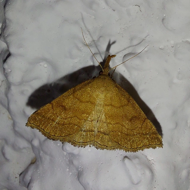 Polypogon gryphalis - láperdei karcsúbagoly