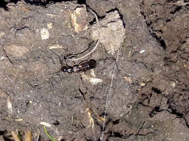 Drusilla canaliculata - közönséges hangyászholyva
