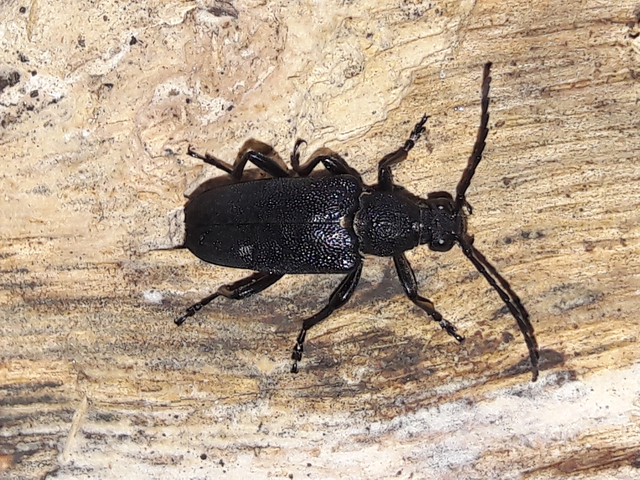 Stictoleptura scutellata - hegyi virágcincér