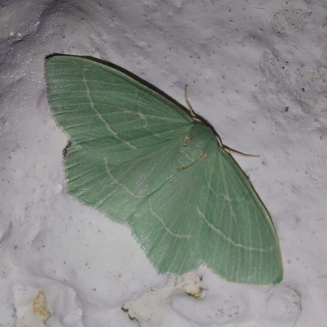 Hemistola chrysoprasaria - kékes zöldaraszoló
