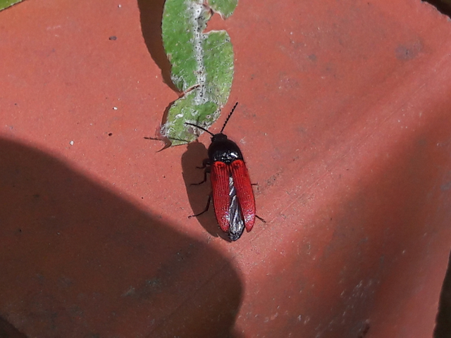 Ampedus