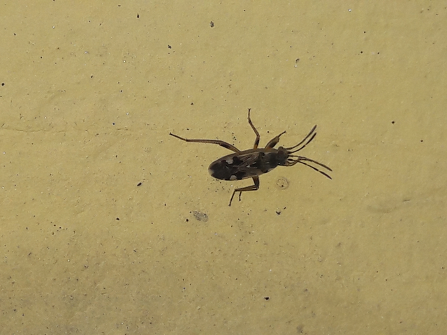 Beosus maritimus - homoki bodobács