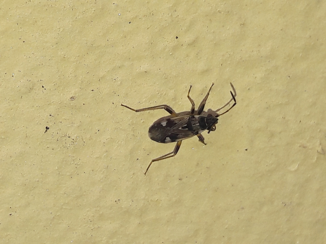 Beosus maritimus - homoki bodobács