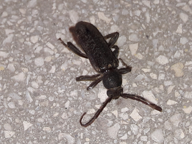 Trichoferus campestris - szállóvendég éjicincér