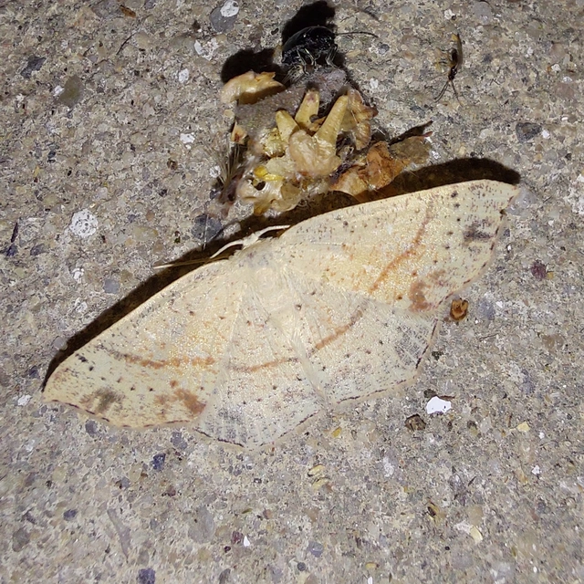 Cyclophora punctaria - sávos pettyesaraszoló
