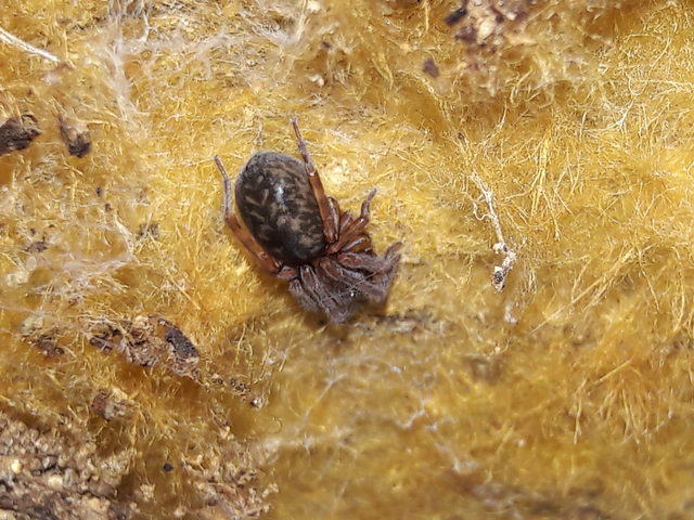 Amaurobius