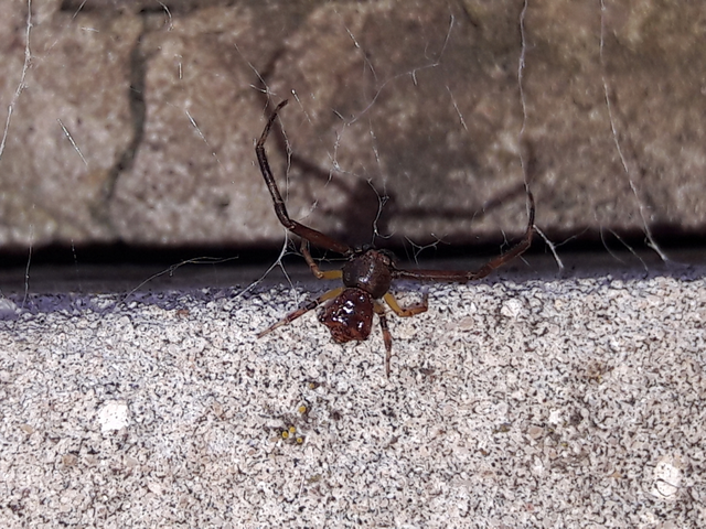 Pistius truncatus - csonka karolópók