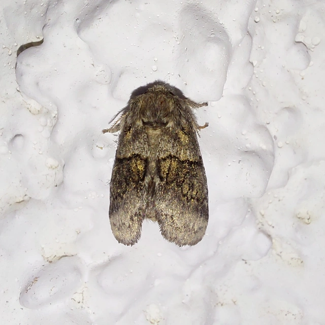 Gluphisia crenata - kormos púposszövő