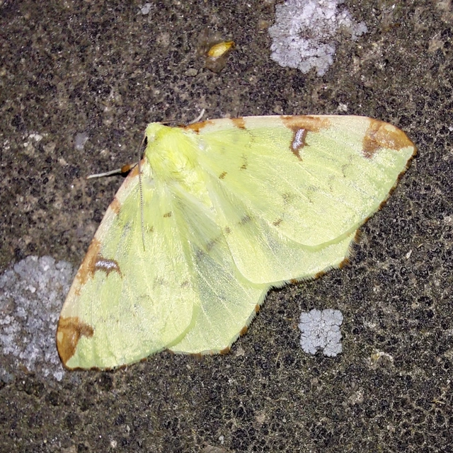 Opisthograptis luteolata - citromsárga araszoló