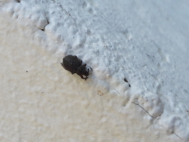 Trachyphloeus