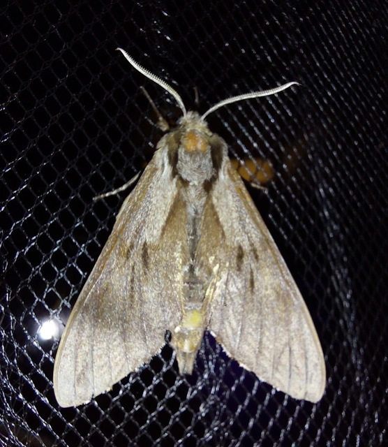 Hyloicus pinastri - fenyőszender