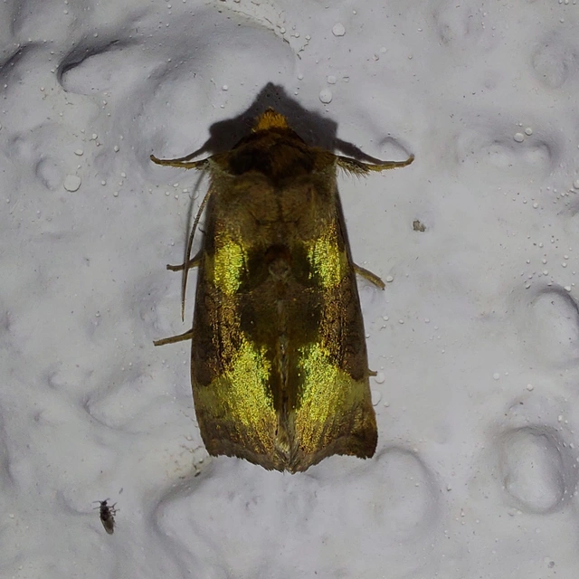 Diachrysia chrysitis - aranybagoly
