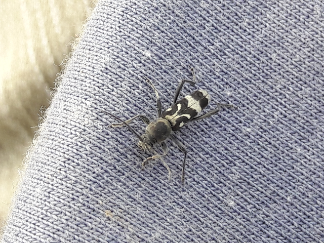 Chlorophorus figuratus - rajzos darázscincér