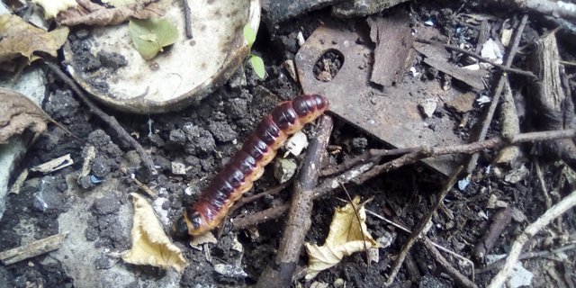 Cossus cossus - fűzfarontólepke