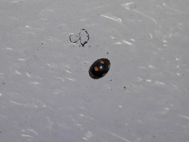 Platynaspis luteorubra - négypettyes szerecsenkata
