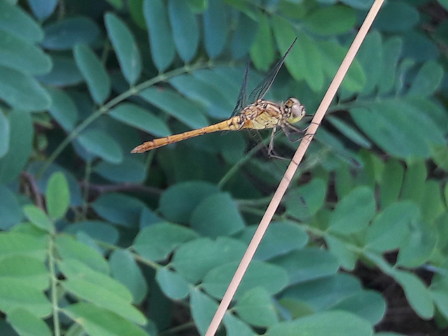 Sympetrum meridionale - fakó katona-szitakötő