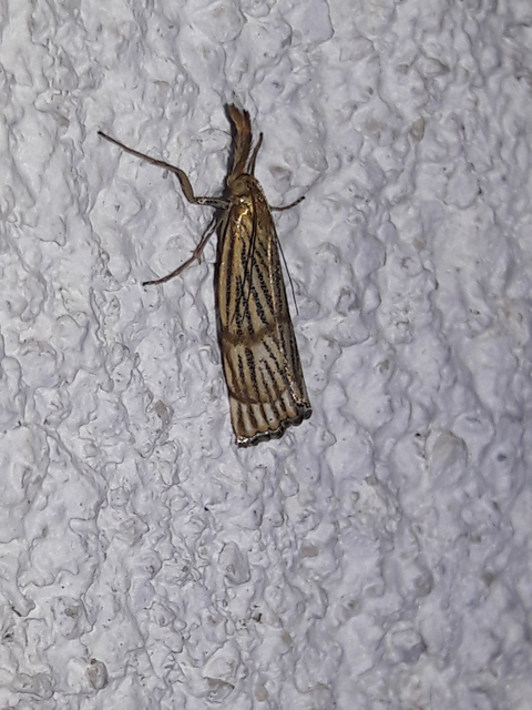 Chrysocrambus linetella - déli fűgyökérmoly