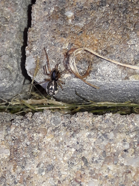 Pachygnatha degeeri