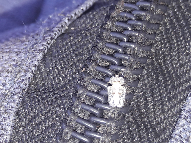 Corythucha ciliata - platán-csipkéspoloska