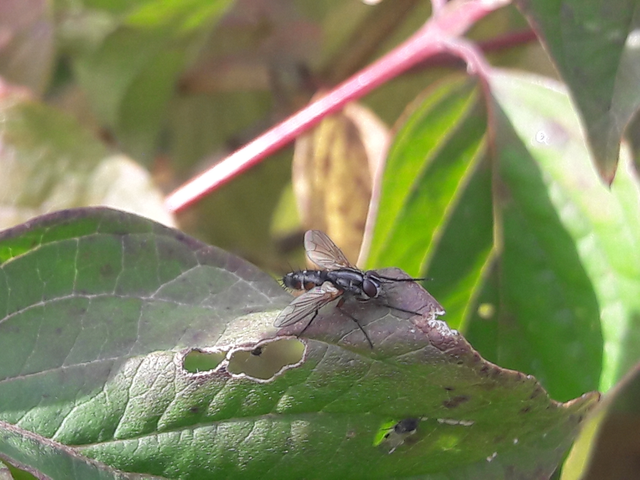 Mintho rufiventris