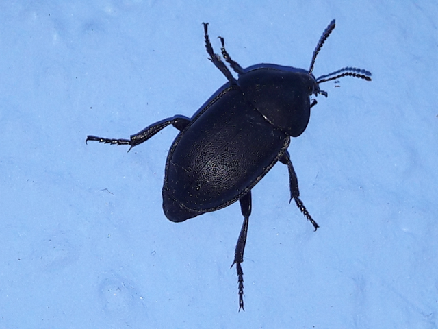 Ablattaria laevigata - sima csigarabló