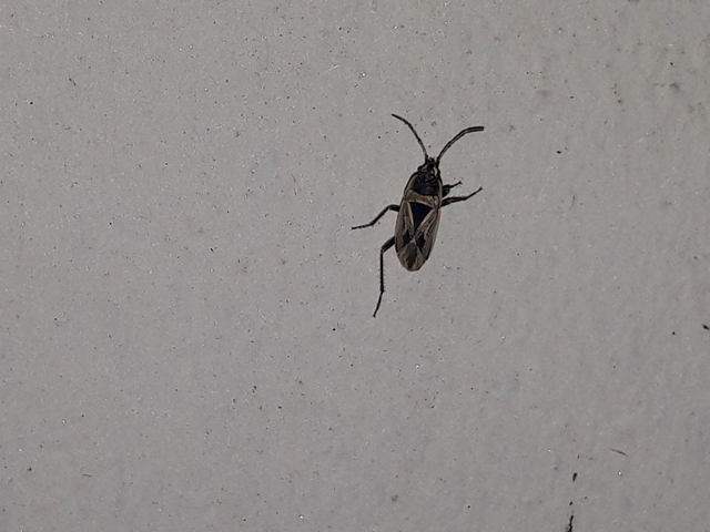 Xanthochilus