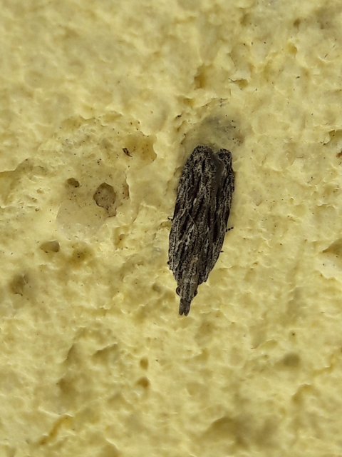 Anarsia