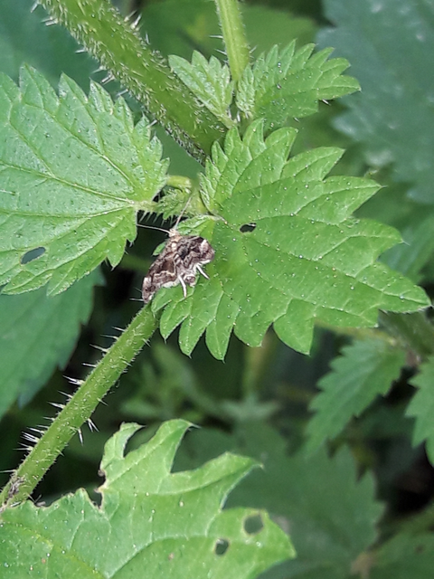 Anthophila fabriciana - lápréti levélmoly